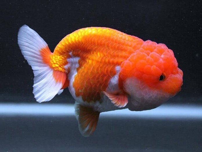 Cá Ranchu có vẻ ngoài bắt mắt và hợp phong thủy mệnh Thổ