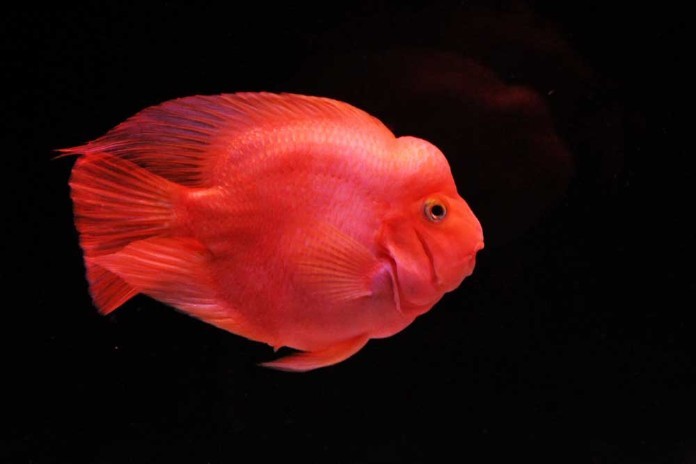 



Cá Huyết Anh Vũ (cá Hồng Két) rất rực rỡ và thu hút tài lộc với tuổi Giáp Thìn

