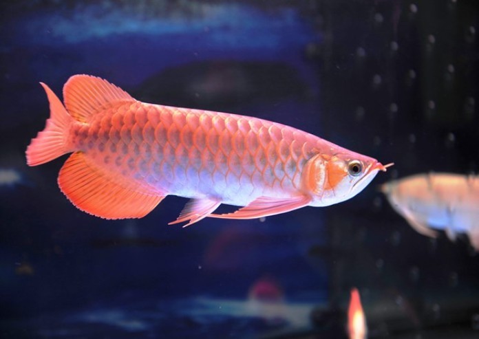 



Cá Rồng với vẻ ngoài uy nghi sang trọng được rất nhiều người yêu thích

