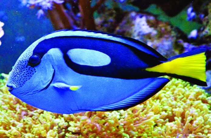 



Cá Đuôi Gai với sắc xanh hợp với người mệnh Mộc

