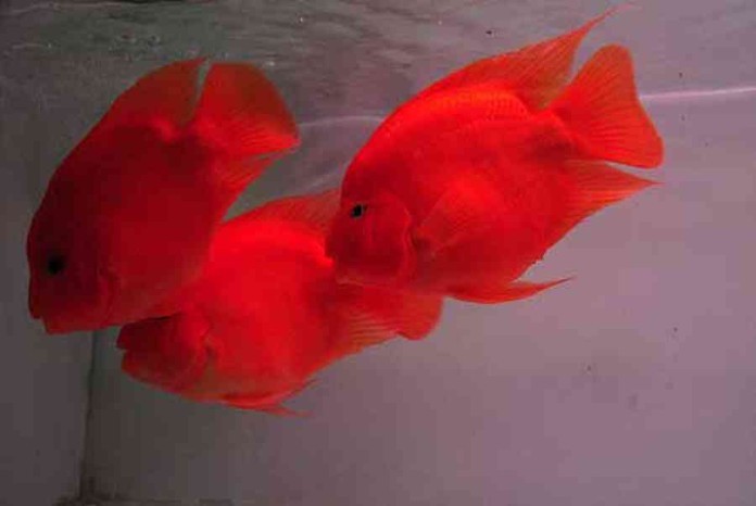 
Cá Huyết Anh Vũ mang lại may mắn cho người mệnh Hỏa
