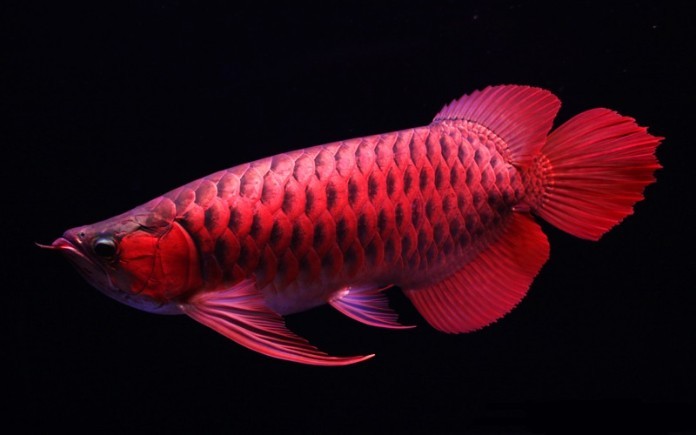 



Cá Rồng Huyết với vẻ đẹp uy nghi, sang trọng

