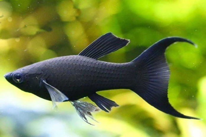 
Cá Én đen hợp phong thủy với gia chủ mệnh Mộc
