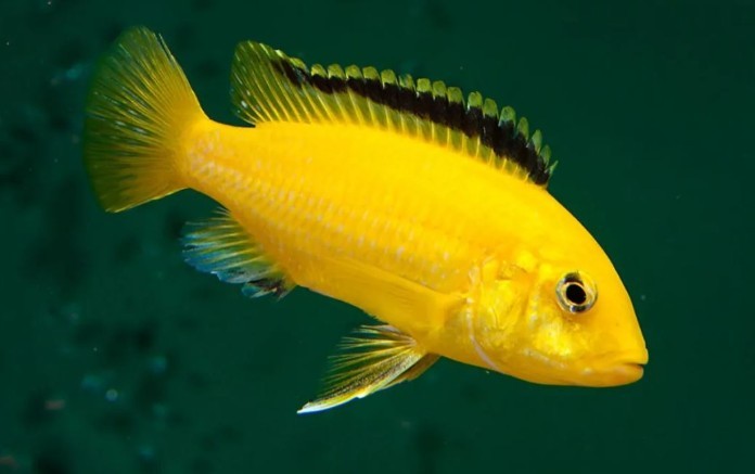 



Cá Ali vàng được nhiều người mệnh Kim lựa chọn

