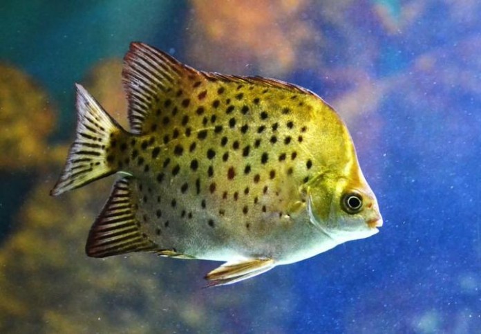 



Sắc vàng nâu trên thân cá Dĩa Thái rất hợp người tuổi Tân Tỵ

