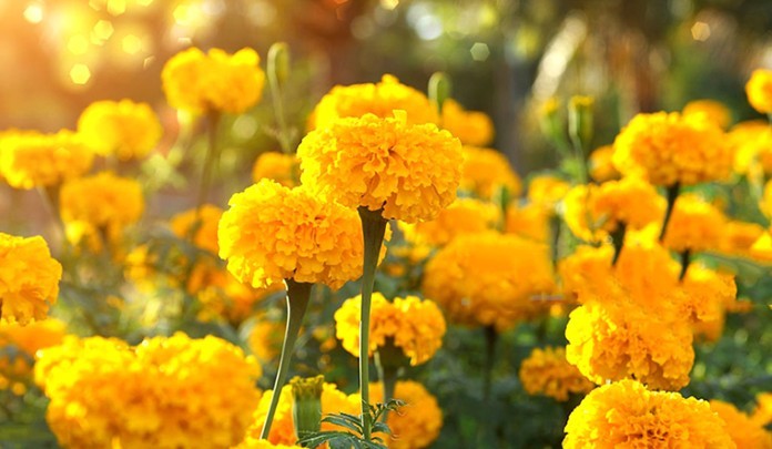 


Cúc vạn thọ là một loài hoa đẹp, tên đẹp và ý nghĩa cũng đẹp nhưng vì mùi hương khó chịu của nó nên không thích hợp để thờ cúng
