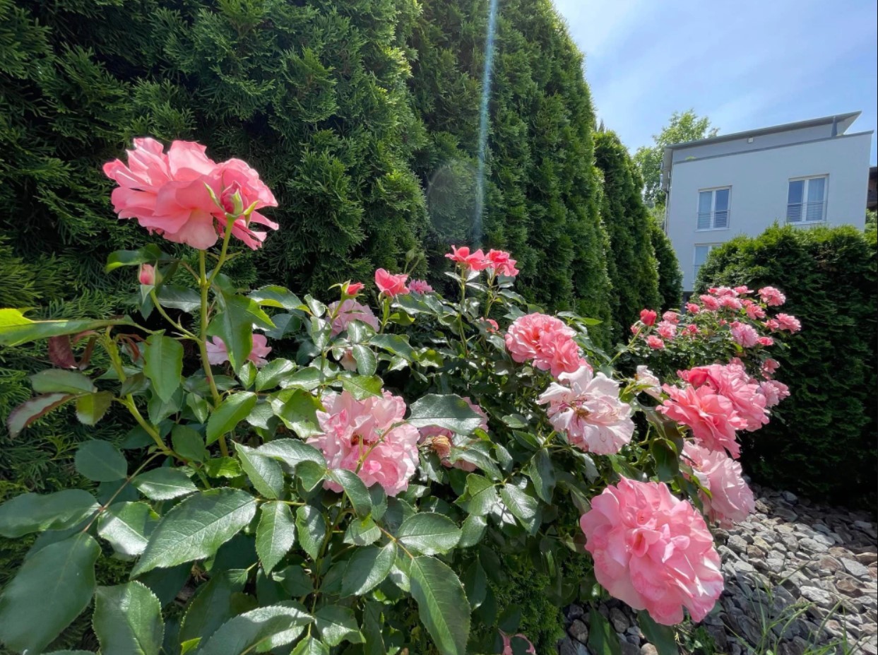 
Hoa hồng nở rộ trong khu vườn xinh đẹp của chị
