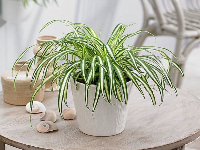 Cây lan chi giúp phòng khách thêm vượng khí