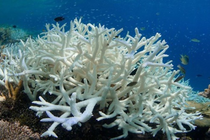 



Từ thời xa xưa thì đá san hô đã được con người vô cùng yêu thích và ưa chuộng

