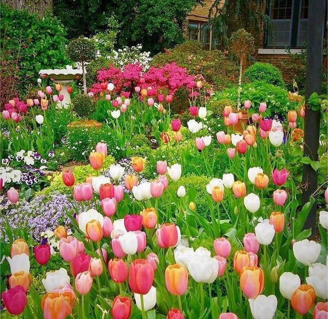 
Khu vườn của chị có khoảng 800 củ tulip màu hồng và trắng
