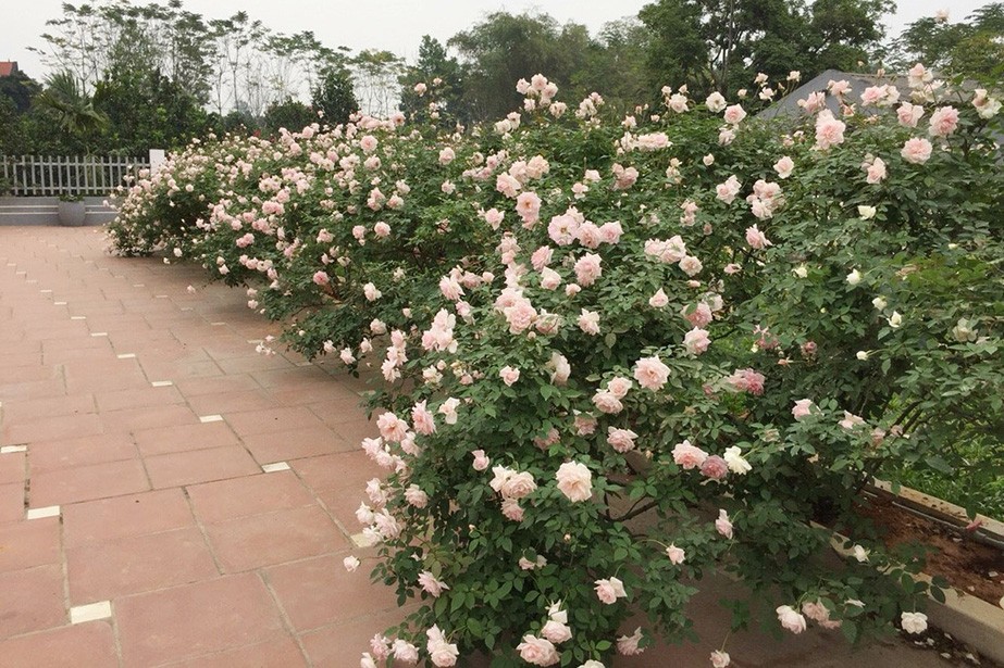 
Vườn hồng ngày càng được mở rộng lên tới 2.000 khóm hồng
