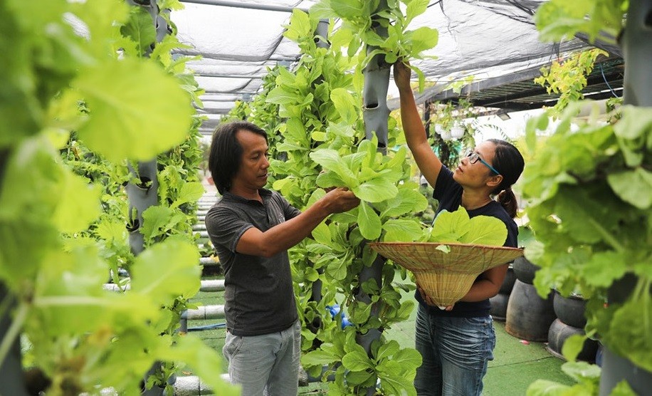 
Hai vợ chồng anh Hòa - chị Hồng Anh cùng nhau thu hoạch rau cải được trồng theo mô hình khí canh trên nóc khu chung cư

