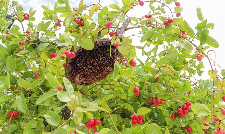 
Trên cây siro trong vườn, có một tổ ong tự nhiên trên đó. Ngoài ra, anh Hòa cũng nuôi thêm ong để chúng giúp thụ phấn cho hoa trong vườn của mình
