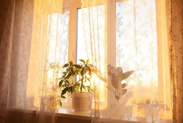
Việc đặt cây trên bệ cửa sổ không chỉ cải thiện không gian, môi trường sống mà còn ảnh hưởng tích cực đến tâm trạng, giúp cải thiện tài lộc trong gia đình. Ảnh minh họa
