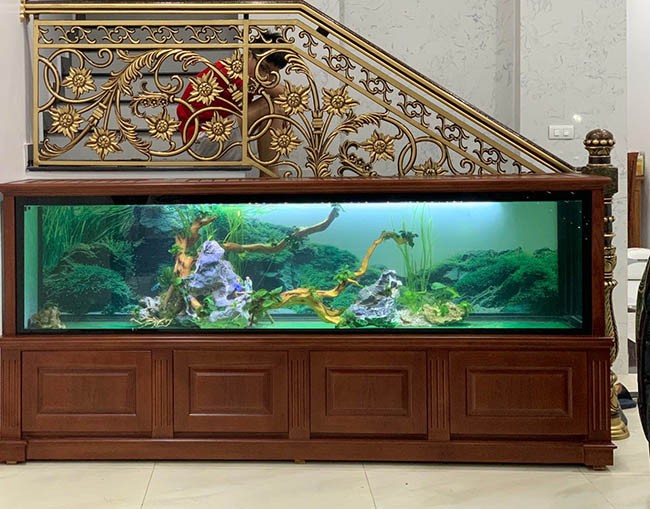 
Bạn cũng có thể dùng bể cá phong thủy để thu hút thêm nhiều tài lộc
