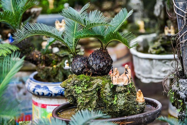 
Có thể dùng cây vạn tuế trang trí phòng khách
