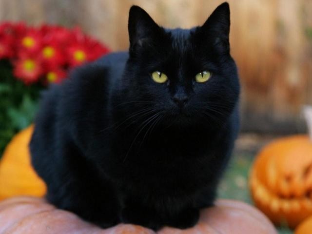 
Quan niệm dân gian cho rằng khi chó đen hoặc mèo đen nhảy qua thi hài người mất sẽ dẫn đến hiện tượng “quỷ nhập tràng”.

