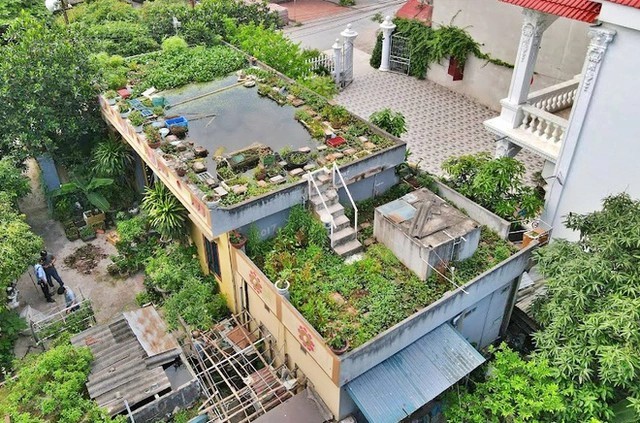 
Toàn bộ sân thượng của căn nhà chính rộng chừng 60m2 đã được ông Tuấn biến thành một chiếc ao trên mái nhà, phần mái phụ của công trình thì được ông cải tạo thành vườn rau
