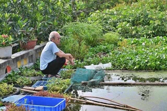 
Dù đã 87 tuổi nhưng ông Tuấn vẫn rất khỏe mạnh, ông cụ thường tự mình chăm vườn rau và ao cá trên mái nhà
