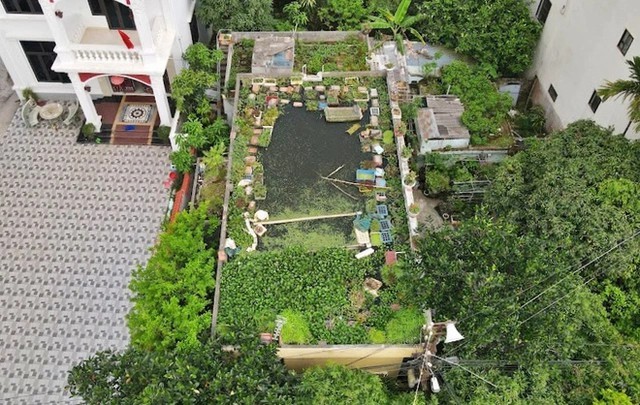 
Ao cá rộng 60m2 cùng khu vườn xanh mướt trên mái nhà ông Tuấn nằm lọt thỏm giữa những nhà cao tầng xung quanh&nbsp;
