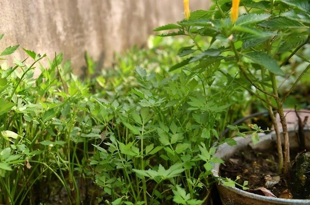 
Những luống rau xanh mướt trong khu vườn đều được ông bón bằng phân hữu cơ làm từ cây bèo tây
