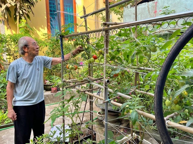 
Những chùm cà chua sai trĩu quả trong khu vườn trên sân thượng của gia đình ông Tuấn
