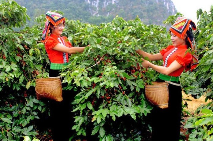 
Vùng đất cung ứng chuỗi nguyên liệu cà phê Arabica

