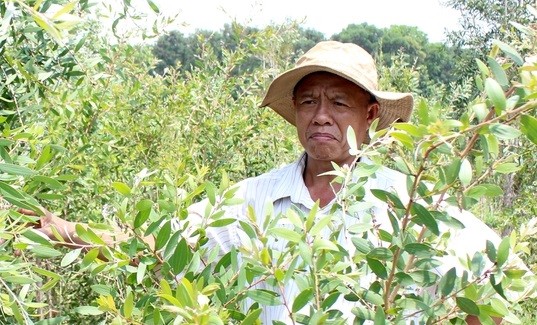 

Ông nông dân Trần Thanh Hạnh đầu tư 10ha đất trồng tràm nấu tinh dầu thơm, mỗi năm thu về 200 triệu đồng
