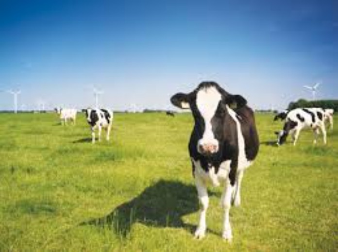 Định hướng cùng những chiến lược nhằm phát triển công ty trong tương lai.