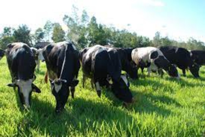 Khẩu phần dinh dưỡng của đàn bò luôn được bảo đảm và kiểm soát chặt chẽ.