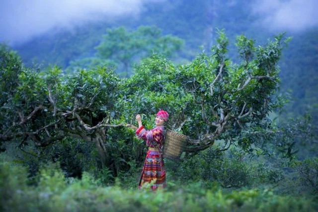 
Du khách giam quan căn phòng có bức tường được làm từ chè Shan Tuyết cổ thụ hàng trăm năm tuổi ở Hà Giang
