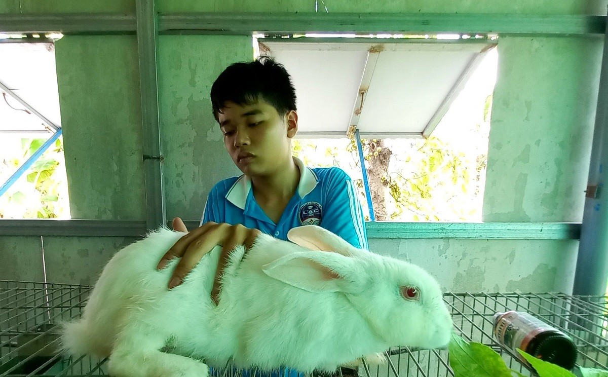 
Vào đợt cao điểm, trang trại nuôi thỏ công nghiệp của Hiếu Minh tại xã Hướng Thọ Phú, TP. Tân An, tỉnh Long An có hơn 300 con thỏ nái và thỏ giống
