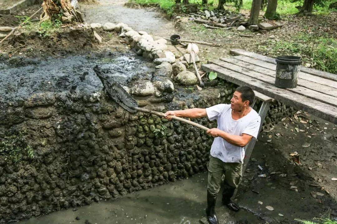 
Gia đình ông Liêu cũng trồng những khu vườn rau nhỏ ở những nơi trống trải, đều là những vườn rau hữu cơ, tươi tốt và không hề dùng thuốc trừ sâu
