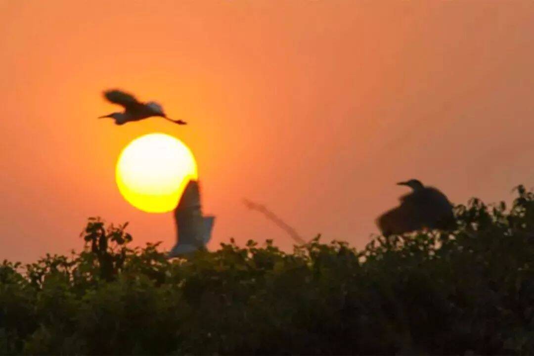 
Làn gió nhẹ nhàng thổi qua những nhành cây cùng hàng vạn con cò nhảy múa trong rừng xanh, hiện lên khung cảnh đẹp như tranh vẽ
