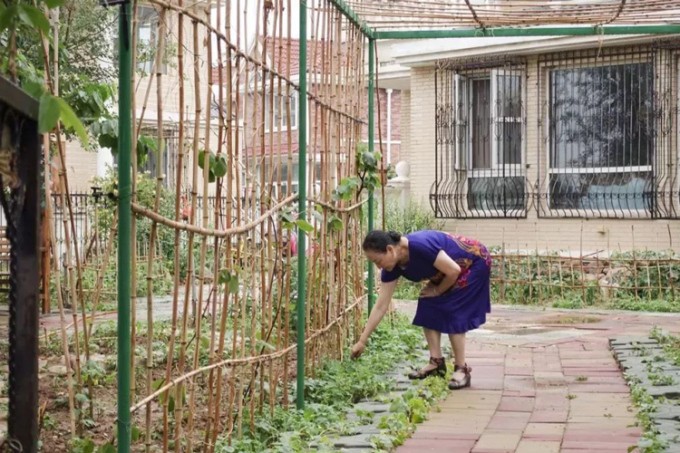 
Bà Lưu chăm sóc mảnh vườn trồng rau trong khuôn viên căn biệt thự
