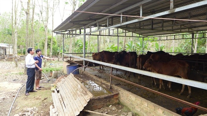 

Hiện tại, chàng kỹ sư 9x Mai Thế Tâm đang sở hữu 20 con bò, 3 khu nuôi trùn quế và khu trồng cỏ với tổng diện tích lên đến 2ha
