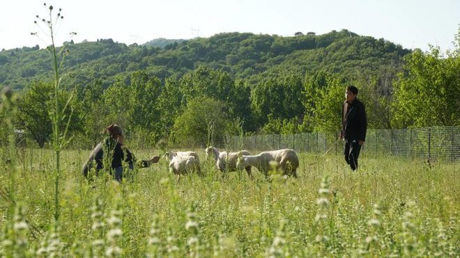 
Hai vợ chồng chăn cừu trong trang trại của mình

