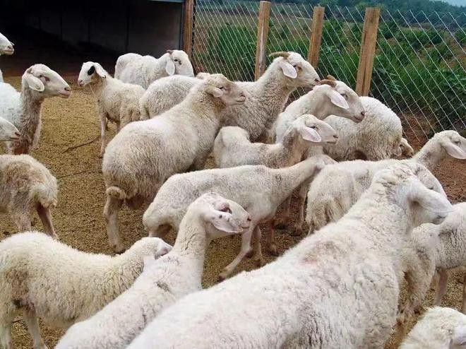 
Đàn cừu sống trong khu chuồng rộng rãi, được thay lót sàn thường xuyên
