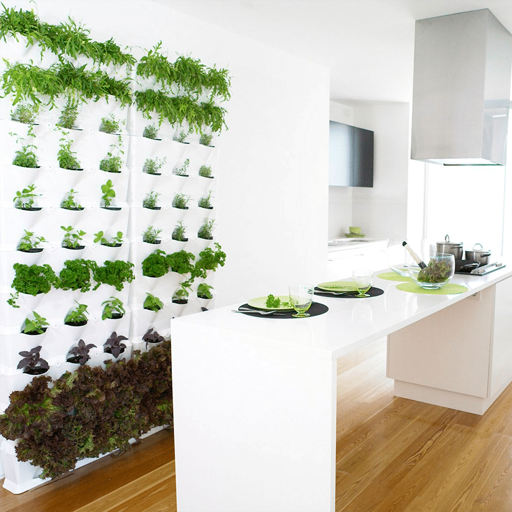 
Trồng rau trong nhà bếp là ý tưởng nhiều người yêu thích, nhất là những ai yêu cây xanh
