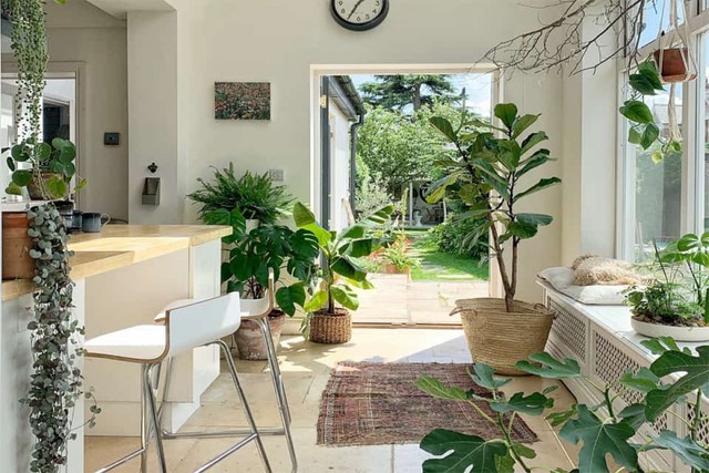 
Trồng cây xanh trong nhà giúp cải thiện chất lượng&nbsp; không khí cho không gian sống của bạn&nbsp;
