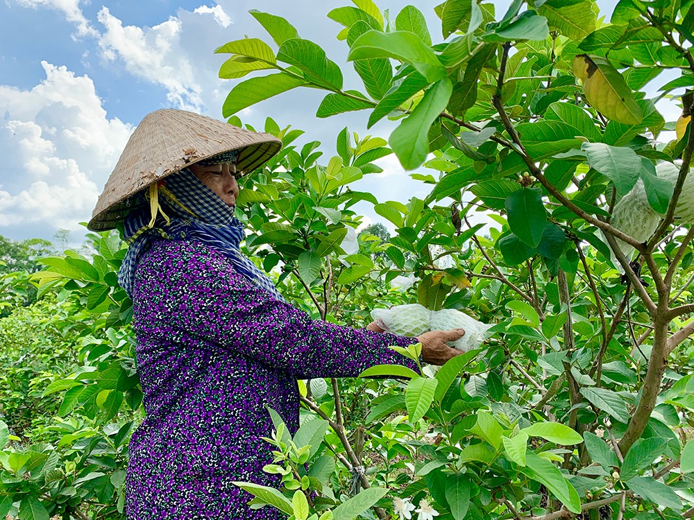 
Nhận thấy được nhu cầu của nông dân, địa phương đã tổ chức nhiều lớp tập huấn kỹ thuật làm vườn, trồng cây ăn trái cho bà con cùng tham gia học tập. Cũng qua đó sẽ giúp cho nông dân mạnh dạn chuyển đổi, triển khai ứng dụng hiệu quả trên mô hình của mình
