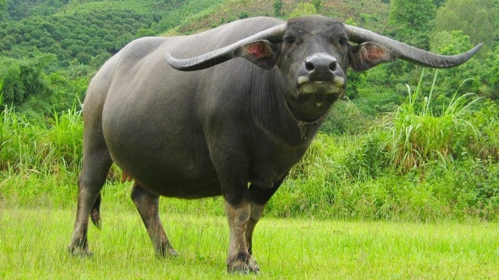 
Nữ tuổi Quý Sửu kỵ cưới chồng vào các năm&nbsp;15, 21, 23, 33, 35, 39 tuổi và nên kết hôn vào các năm 18, 19, 20, 24, 25, 28, 29, 30, 32, 34 tuổi
