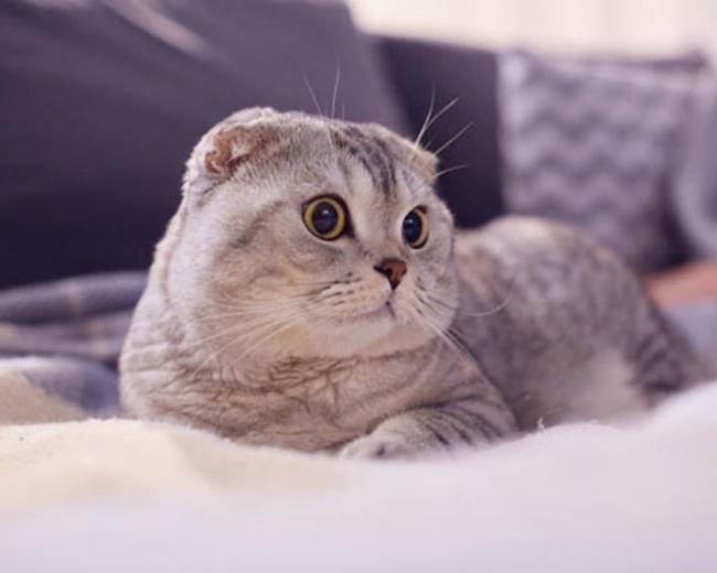 
Nữ tuổi Đinh Mão không nên kết hôn vào các năm 19, 20, 26, 31, 32, 38 và 43 tuổi và nên kết hôn vào các năm 17, 22, 23, 25, 27, 29, 30, 32, 33, 34, 35 tuổi
