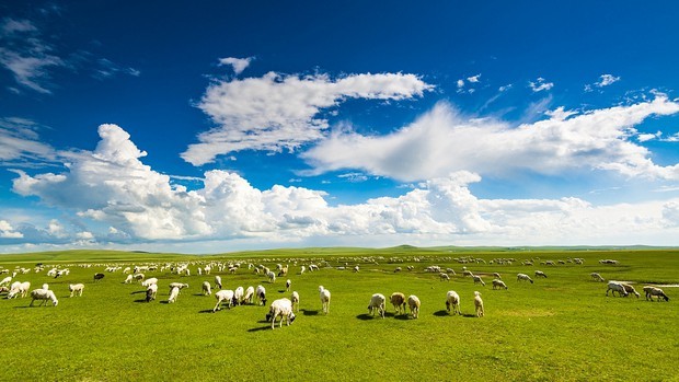 
Thảo nguyên Hulunbuir nơi có những đàn gia súc lớn
