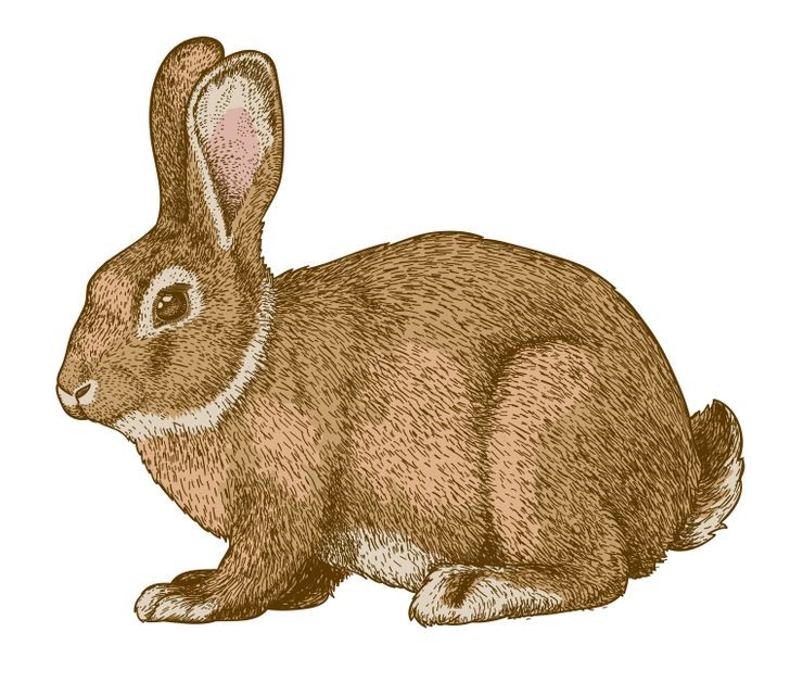 
Một người nhẹ nhàng và nhạy cảm có thể nhìn thấy một con thỏ đầu tiên
