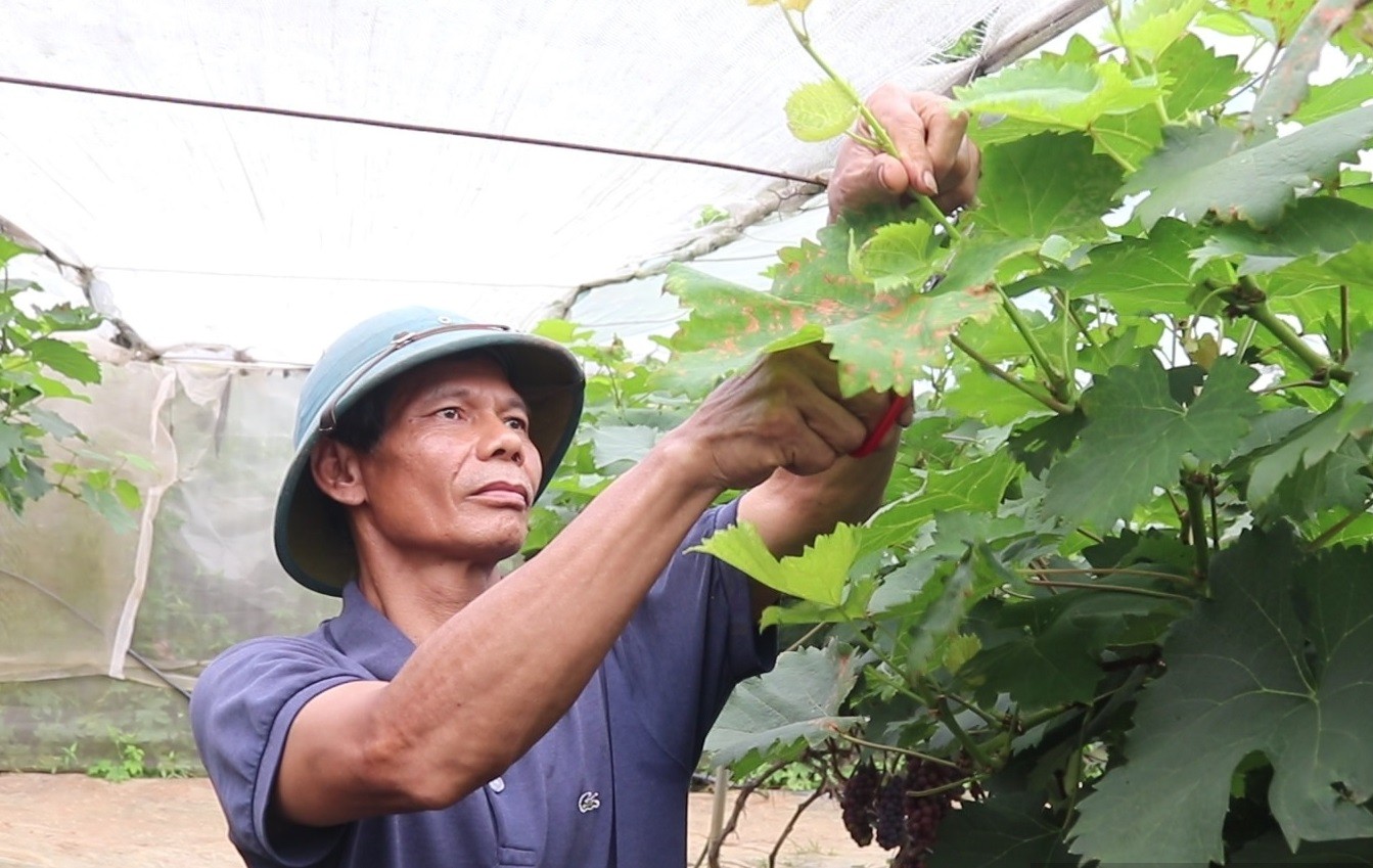 

Vào năm 2021, ông Vượng đã xuất bán được hơn 2 tấn quả ra thị trường và thu được 300 triệu đồng
