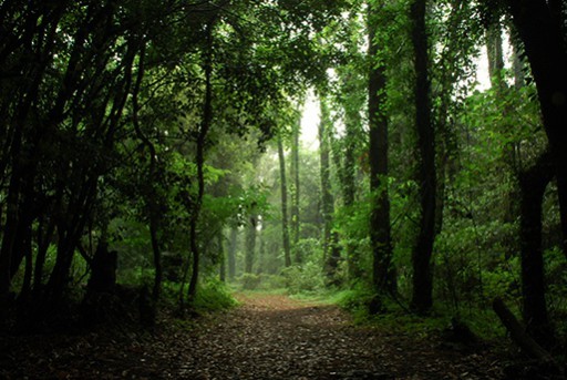 
Trong rừng có những con đường mòn tuyệt đẹp, được các du khách cực kỳ yêu thích
