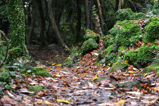 
Từng góc nhỏ trong khu rừng đều toát lên hơi thở của thiên nhiên
