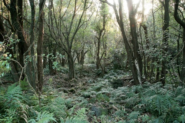 
Khu rừng Gotjawal có thảm thực vật độc đáo
