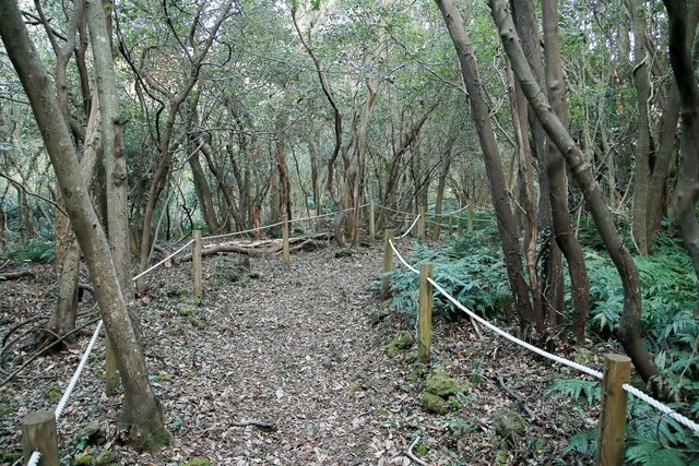 
Du khách có thể dễ dàng đi vào trong rừng theo đường mòn được chỉ dẫn rõ ràng
